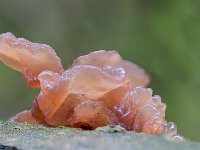 Bruine trilzwam - Tremella foliacea (algemeen)