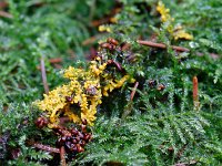 Glanzend druivenpitje - Leocarpus fragilis (matig algemeen)