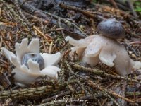 Grote aardster - Geastrum pectinatum