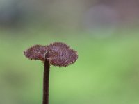 Oorlepelzwam - Auriscalpium vulgare (algemeen) : Algemeen, Boswachterij Exloo, Buinen, oorlepelzwam