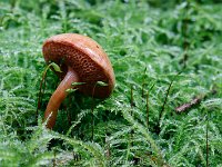 Peperboleet - Chalciporus piperatus (algemeen)