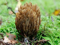 Rechte koraalzwam - Ramaria stricta (algemeen)