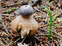 Vierslippige aardster - Geastrum quadrifidum (zeldzaam, ernstig bedreigd)