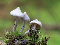 Witte satijnvezelkop - Inocybe geophylla (zeer algemeen)