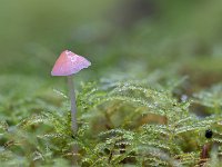 Adonismycena - Mycena adonis (vrij algemeen, kwetsbaar)