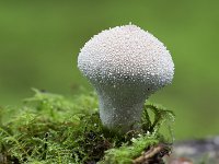 Parelstuifzwam - Lycoperdon perlatum (zeer algemeen)