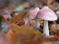 Heksenschermpje - Mycena rosea (vrij algemeen)