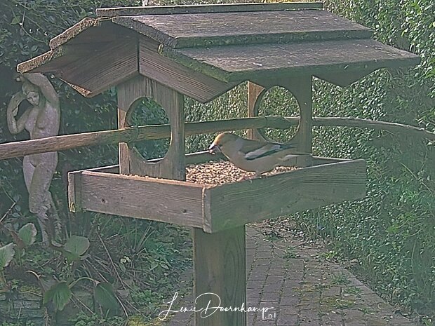 Tuin