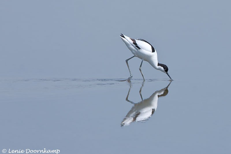 Kluut Recurvirostra avosetta