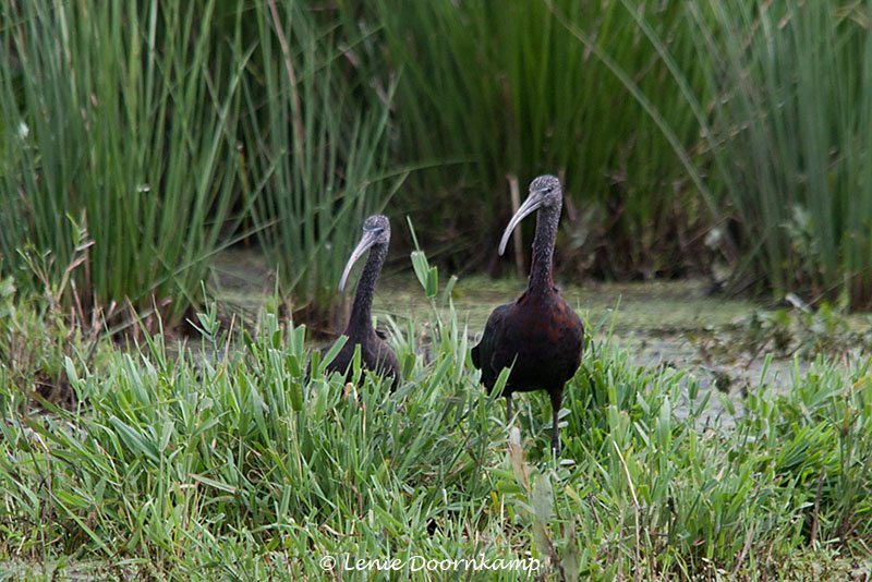 Zwarte ibis Plegadis falcinellus