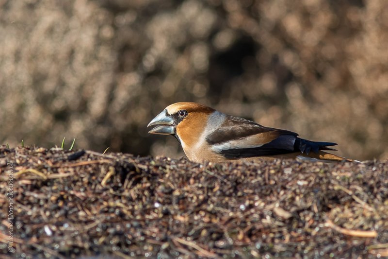 Appelvink Coccothraustes coccothraustes