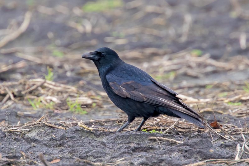 Zwarte kraai Corvus corone