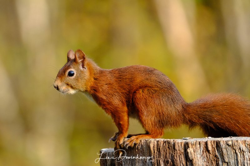 Zoogdieren