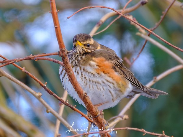 Vogels