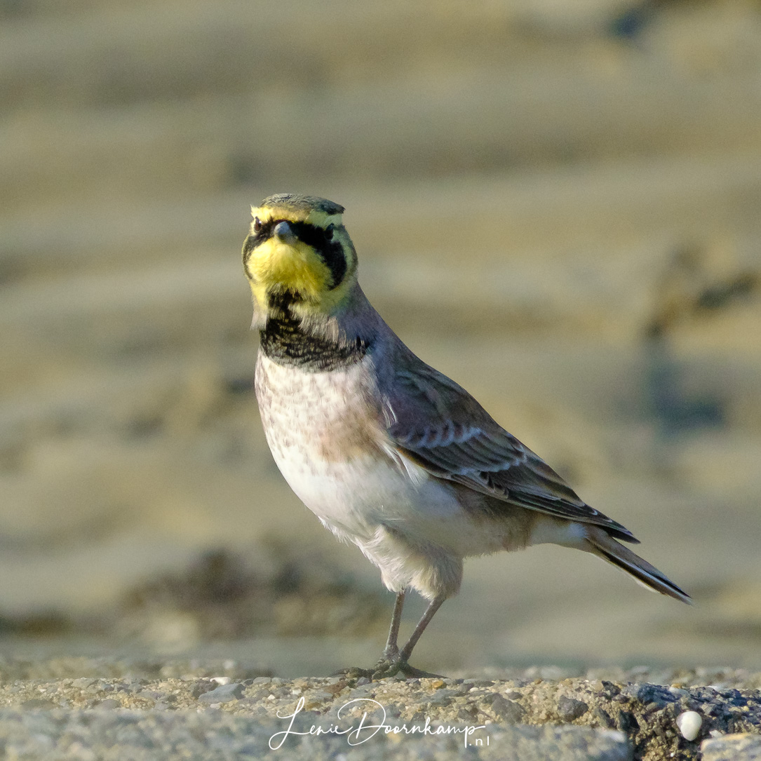 strandleeuwerik